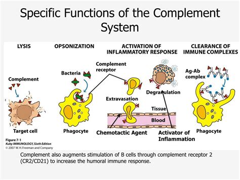 Complement System Function - Cleveland Clinic - muktibox.com