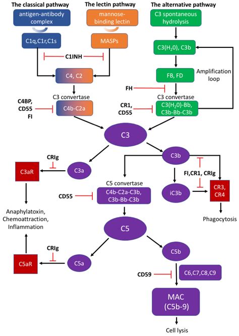 Complement System - an overview | ScienceDirect Topics - muktibox.com