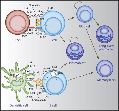 COMPLEMENT-DEPENDENT B-CELL ACTIVATION BY COBRA …