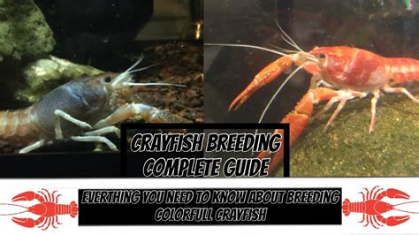 Complete crayfish breeding guide - muktibox.com