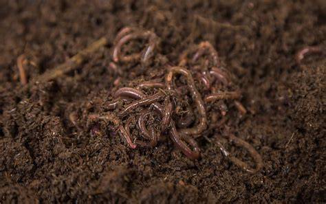 Complete guide to earthworm cultivation - raincitystudios.com