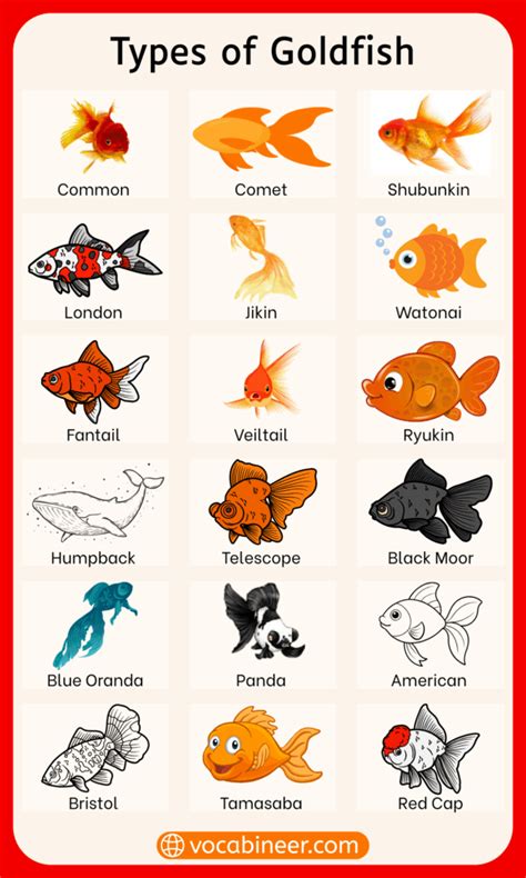 Complete Guide to Goldfish Types: 25 Varieties Explained - raincitystudios.com