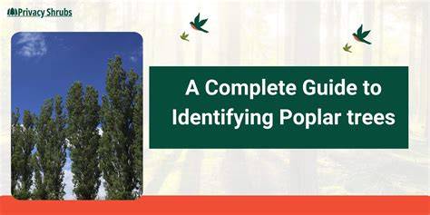 Complete Guide to Poplar Trees | Tips for Selection, Planting, Growing ... - raincitystudios.com