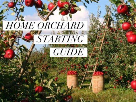 Complete Guide to Starting a Home Orchard: Apples - raincitystudios.com