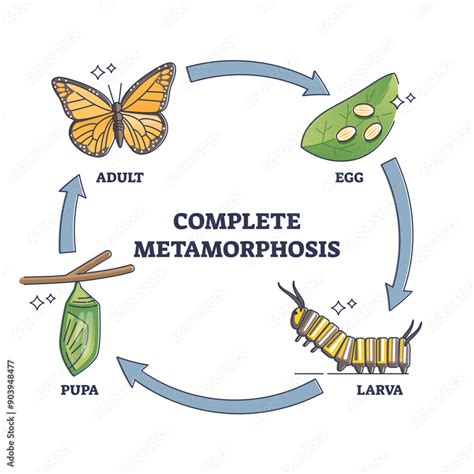 Complete Metamorphosis - Biology Simple - muktibox.com