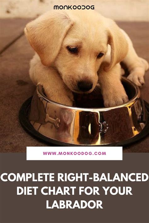 COMPLETE RIGHTBALANCED DIET CHART FOR YOUR LABRADOR in 2021 Labrador