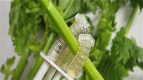 Compostable Soft Robot System Developed for Sustainable ... - coolestguyplanet.net