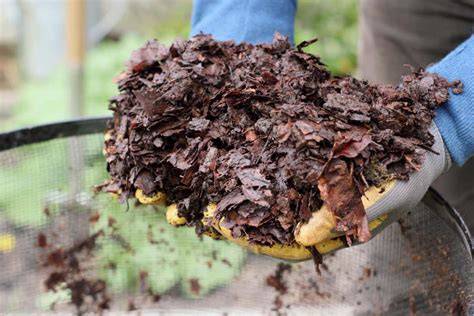 Composting Leaves (Leaf Mold, Mulch & Compost) - raincitystudios.com