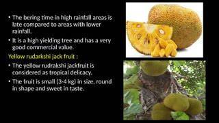 Comprehensive Guide to Jackfruit Cultivation - - raincitystudios.com