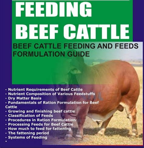 Comprehensive Guide to Profitable Beef Cattle Fattening - raincitystudios.com