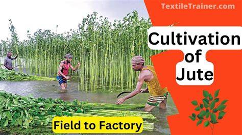 Comprehensive Guide to Successful Cultivation of Jute … - raincitystudios.com