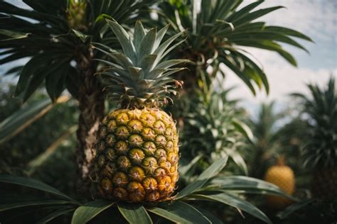 Comprehensive Pineapple Cultivation Guide - - muktibox.com