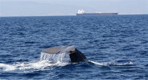 Conference: Protecting large whales in the Mediterranean - raincitystudios.com