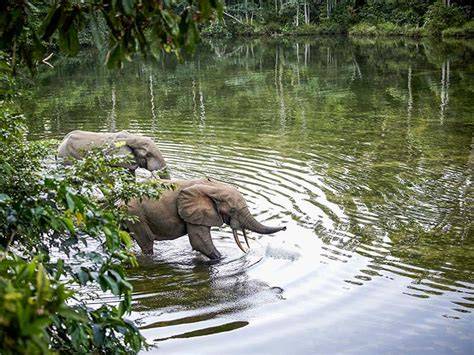 Congo BioDiversity | Congo - Un - raincitystudios.com