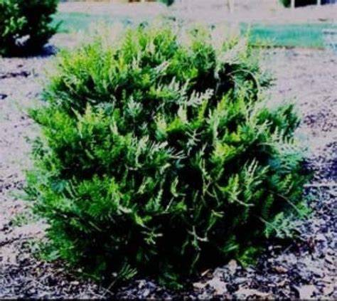 Conifer Database - Thuja - raincitystudios.com