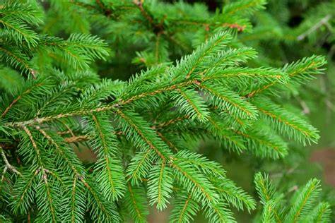 Conifer - raincitystudios.com