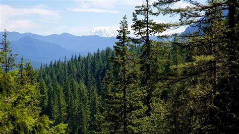 Coniferous Forest: Definition and Facts About the Biome - raincitystudios.com