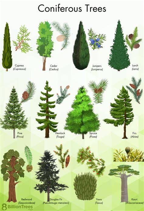 Coniferous forest | Definition & Facts | Britannica - raincitystudios.com