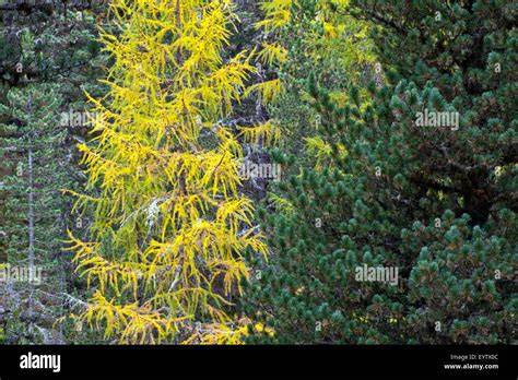 Coniferous Forest – Plant Life in Coniferous Forest - Toppr - raincitystudios.com