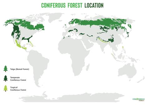Coniferous Forest Location, Climate & Temperature - raincitystudios.com
