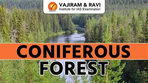 Coniferous Forest - Habitats of World - raincitystudios.com