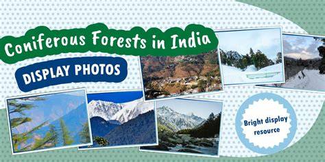 Coniferous Forests | Characteristics, Climate & Adaptions - raincitystudios.com