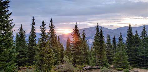 Coniferous Forests - Characteristics, Distribution and Facts - raincitystudios.com