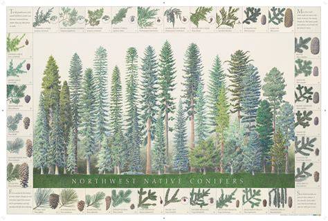 Conifers of California - California Native Plant Society - raincitystudios.com