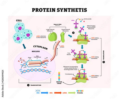 Connect Synthesis to Cell Function -... | Practice Hub - muktibox.com