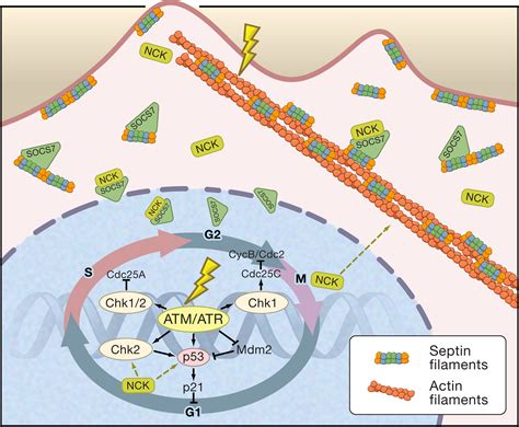 Connecting the dots between septins and the DNA damage checkpoint ... - muktibox.com