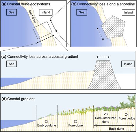 Connectivity Threshold Boosts Coastal Dune Formation - wintechmobiles.com