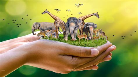 Conservation & Restoration - J. Wright Globemaker - muktibox.com