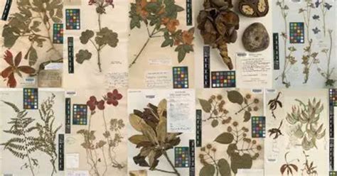 Conservation and restoration of herbaria - muktibox.com