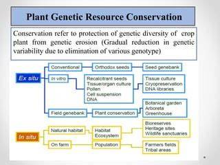 Conservation Approaches of Plant Genetic Resources - raincitystudios.com