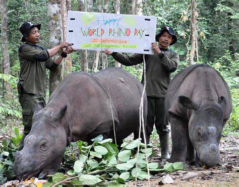 Conservation Efforts for Javan and Sumatran Rhinos: … - raincitystudios.com