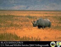 Conservation of rhinoceros populations | Science - EBSCO - muktibox.com
