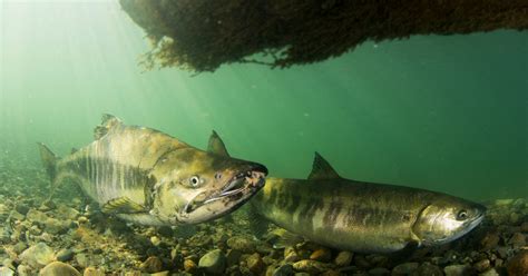Conservation of wild salmon - Salmon and recreational … - raincitystudios.com