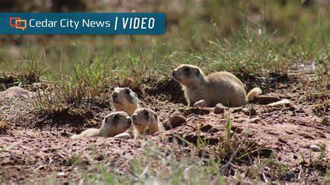 Conserve and Manage Prairie - Minnesota DNR - raincitystudios.com