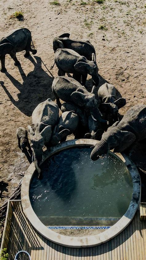 CONSERVING AFRICA'S ELEPHANTS - African Wildlife Foundation - raincitystudios.com
