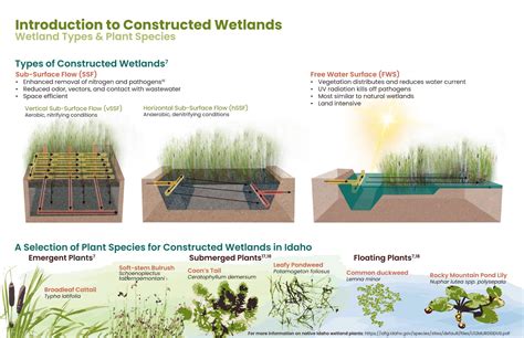 Constructed wetlands for pollution control - Nature - muktibox.com