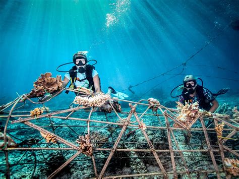 Construction and evolution of artificial reef ecosystems: Response and ... - muktibox.com