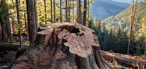 Consumers are being misled about Sustainable logging. - raincitystudios.com