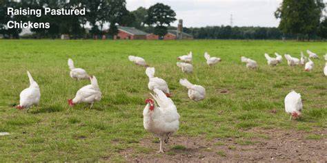 Contents Raising Birds on Pasture - SARE - raincitystudios.com