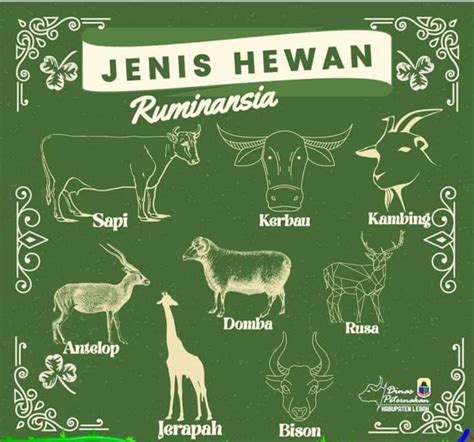 Contoh Hewan Ruminansia - muktibox.com