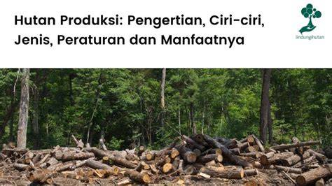 Contoh Hutan Produksi dan Manfaatnya - Media … - raincitystudios.com