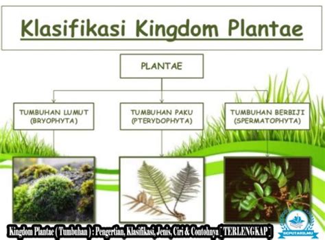 Contoh Kingdom Plantae - muktibox.com