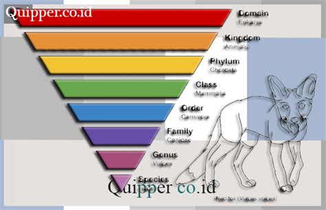 Contoh Klasifikasi Pada Hewan - wintechmobiles.com