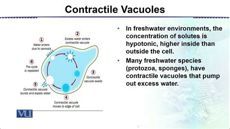 Contractile vacuoles: General Biology I Study Guide |... - wintechmobiles.com