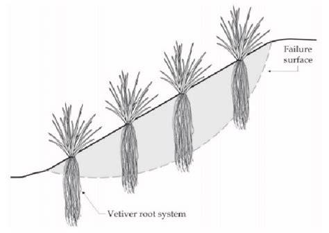 Contribution of Vetiver Grass Towards Slope Stability Via ... - Springer - raincitystudios.com