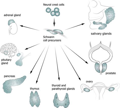CONTRIBUTIONS OF NEURAL CREST-DERIVED CELLS TO.
